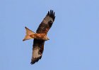 Mike McManus - Red Kite, Tilehirst.jpg